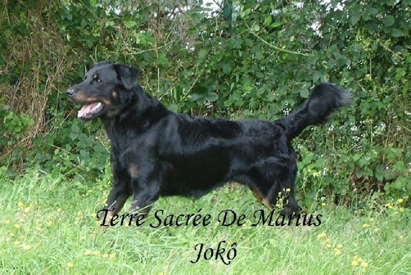 Jokô De La Terre Sacrée De Marius