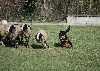  - Danaïs et ses premiers moutons au Club Canin Tarbais