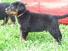  - Chiots disponibles fin juin 