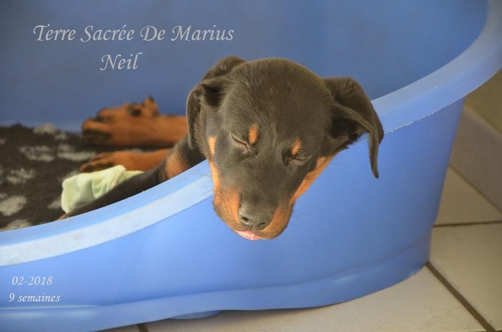 Neil De La Terre Sacrée De Marius