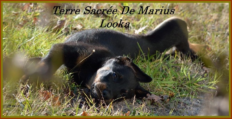 Looka De La Terre Sacrée De Marius