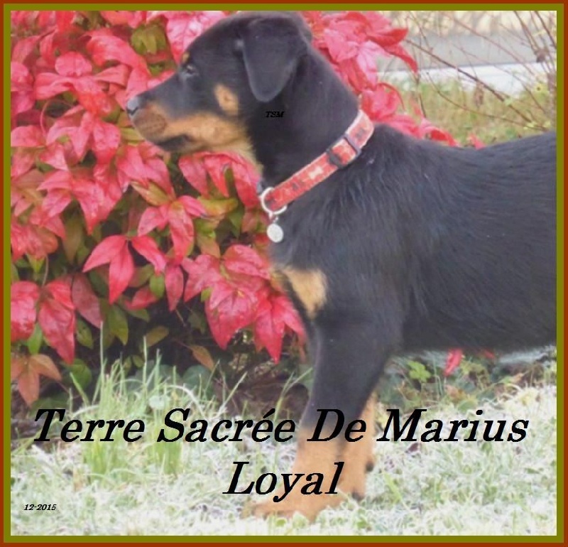 Loyal lord De La Terre Sacrée De Marius