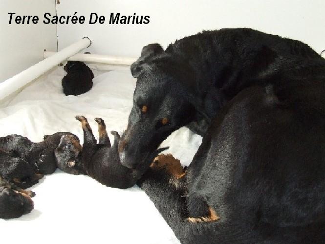 Gomorra De La Terre Sacrée De Marius