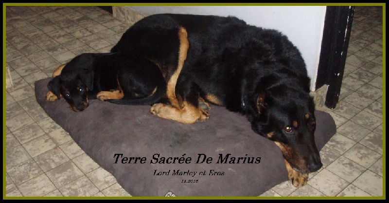 Lord marley De La Terre Sacrée De Marius