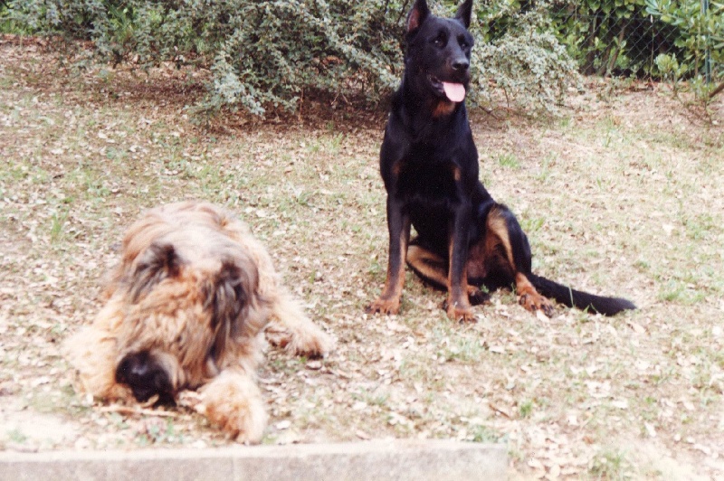 Marius Des loups du coin de la fontaine