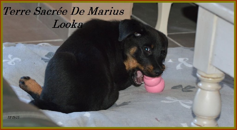 Looka De La Terre Sacrée De Marius