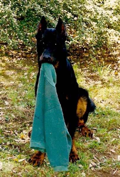 Marius Des loups du coin de la fontaine