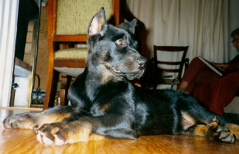 Marius Des loups du coin de la fontaine