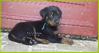 CHIOT male turquoise