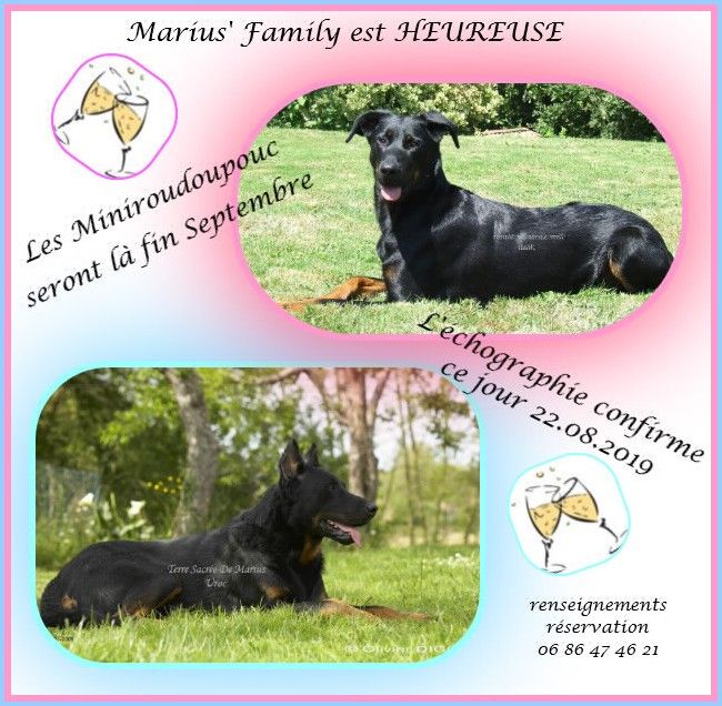 De La Terre Sacrée De Marius - BB attendus pour fin Septembre
