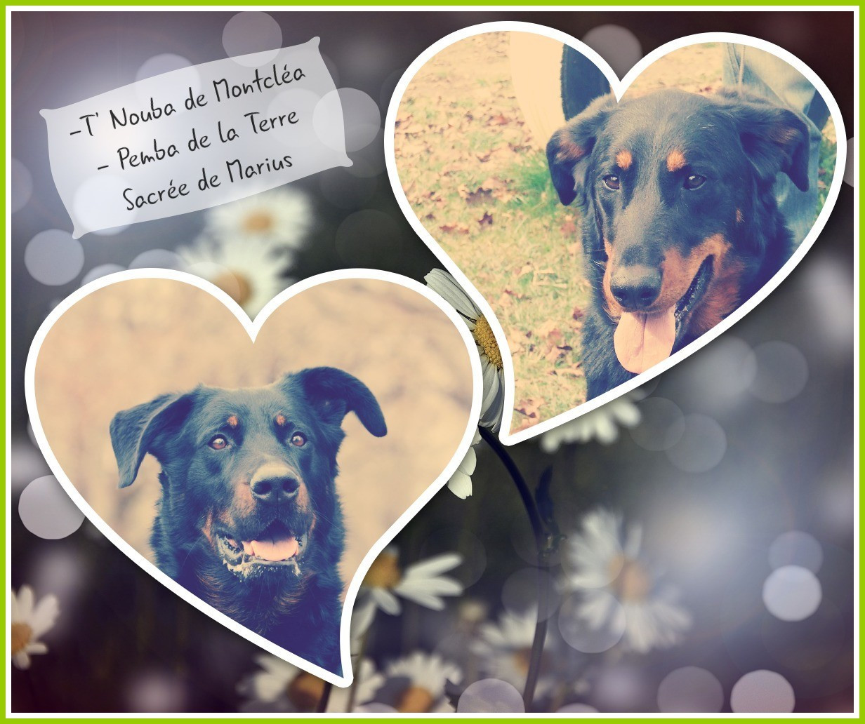 Les enfants de Pemba Terre Sacrée de Marius et Talulla de Montcléa.(05/2025)